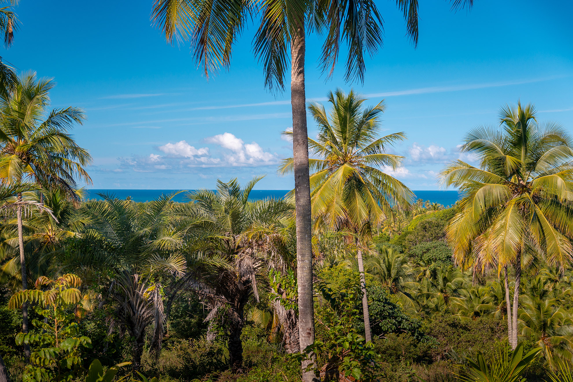 Vista do empreendimento NUSA Imbassaí, com vegetação nativa, coqueiros e o mar ao fundo