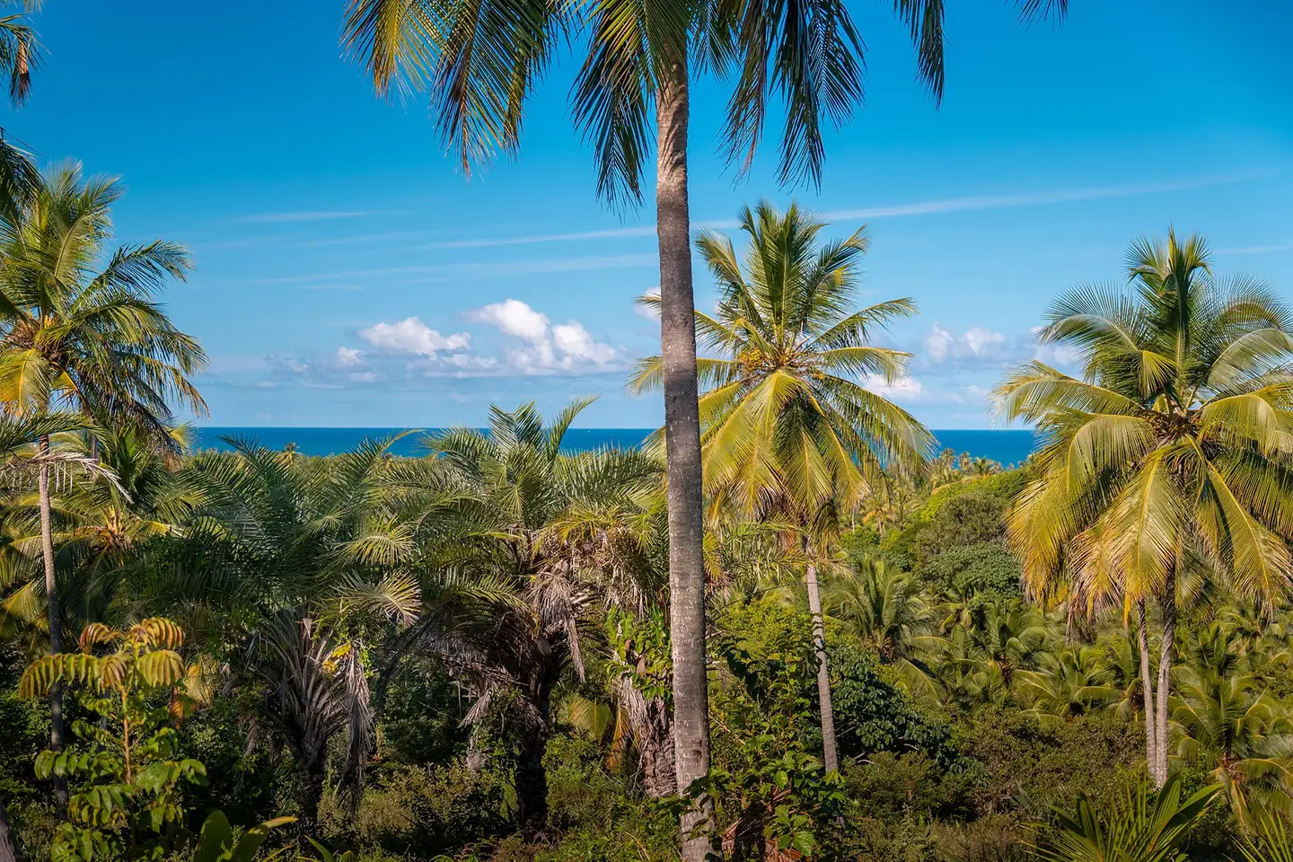 Vista do empreendimento NUSA Imbassaí, com vegetação nativa, coqueiros e o mar ao fundo